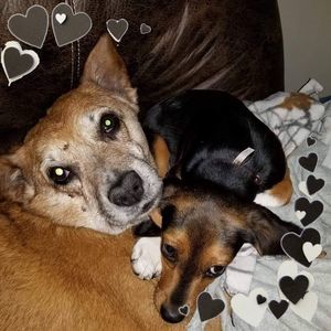 Meet your Posher, Monica